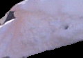 Name:  moepmoep.jpg
Hits: 391
Gre:  7,1 KB