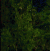 Name:  Landschaft01.gif
Hits: 430
Gre:  11,7 KB
